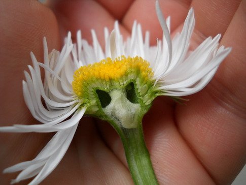 61983-andjela risantijevic.jpg, 50 KB