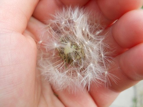 andjela risantijevic dlan.jpg, 52 KB