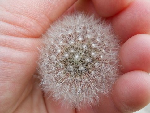 andjela risantijevic maslacak.jpg, 59 KB