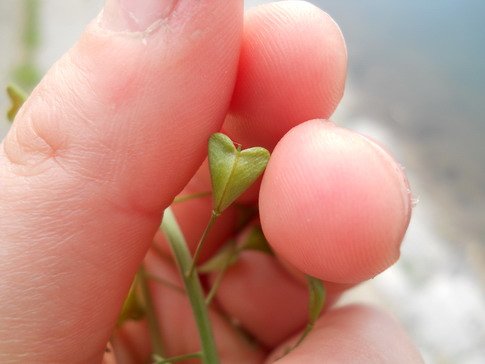 andjela risantijevic srce.jpg, 39 KB