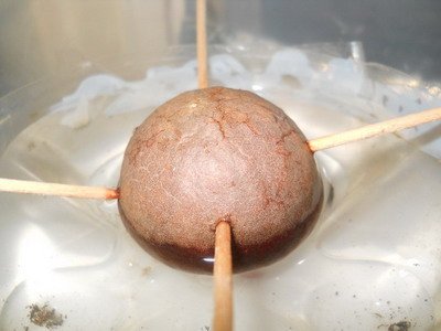 andjela risantijevic.jpg, 35 KB