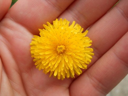 andjica risantijevic.jpg, 48 KB