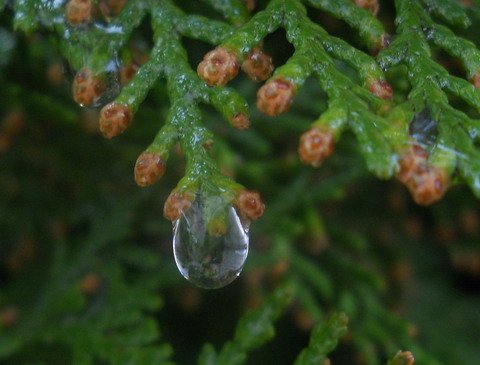 jaokhuca].jpg, 52 KB